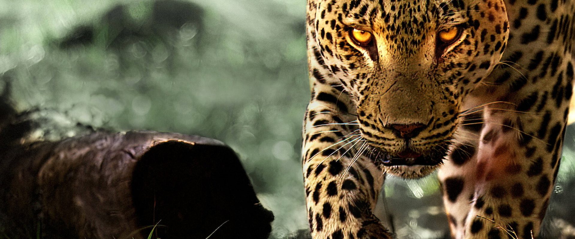 Living with Leopards background