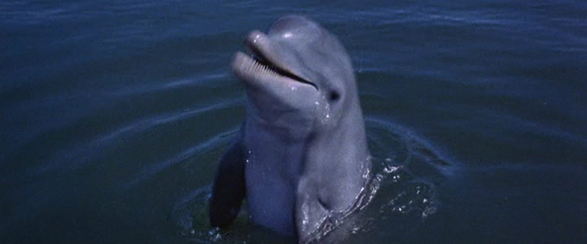 Flipper's New Adventure background