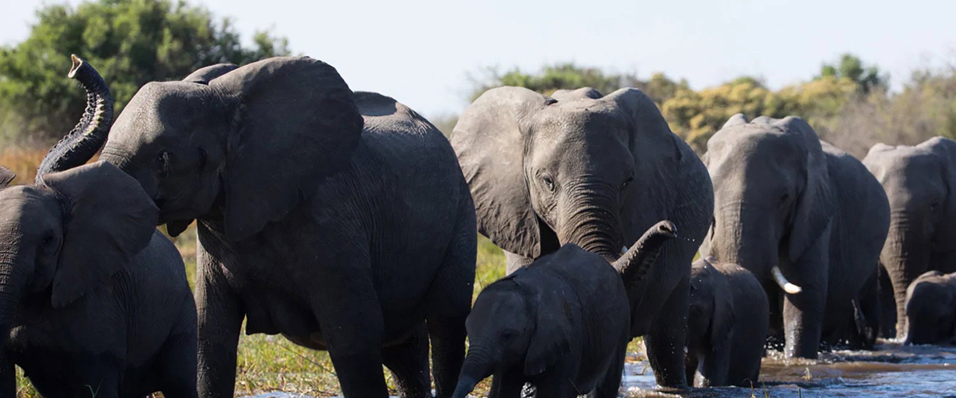Elephant background