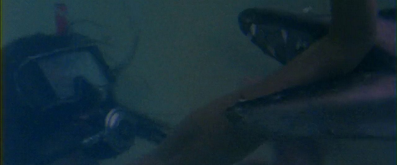 Barracuda background