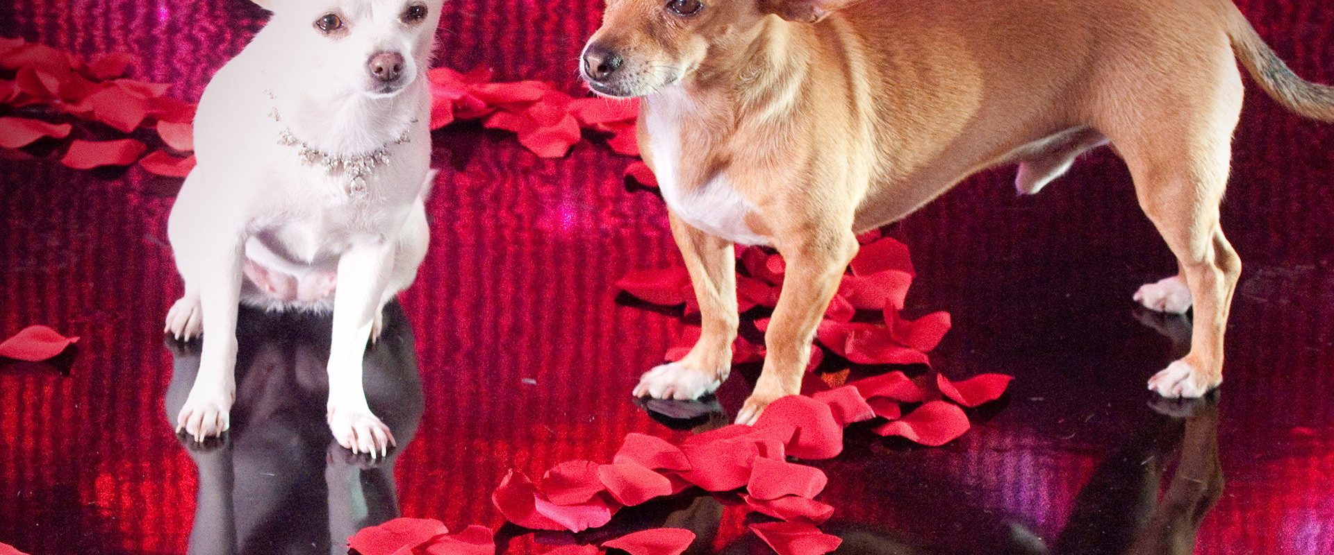Beverly Hills Chihuahua 2 background