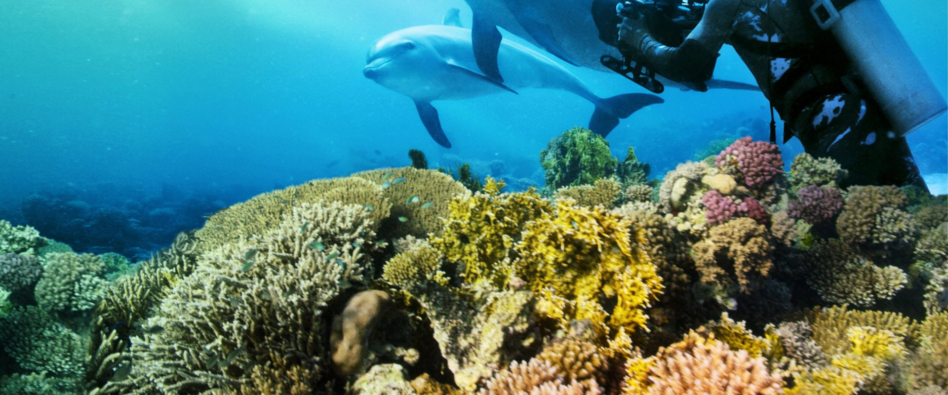 Diving with Dolphins background