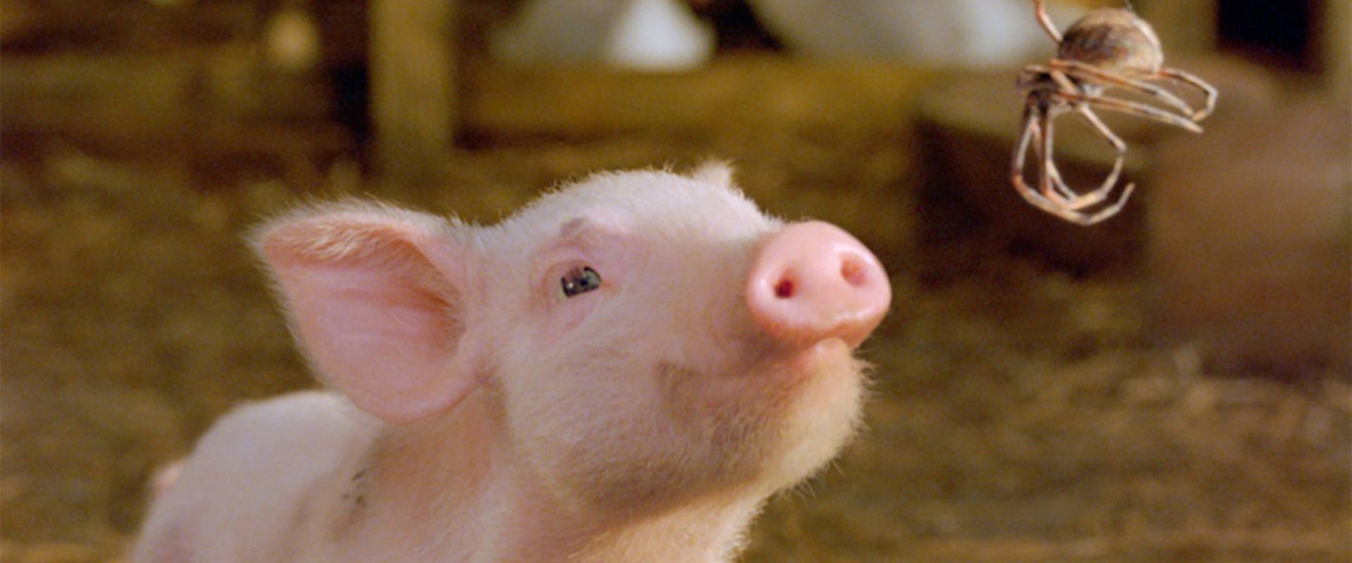 Charlotte's Web background