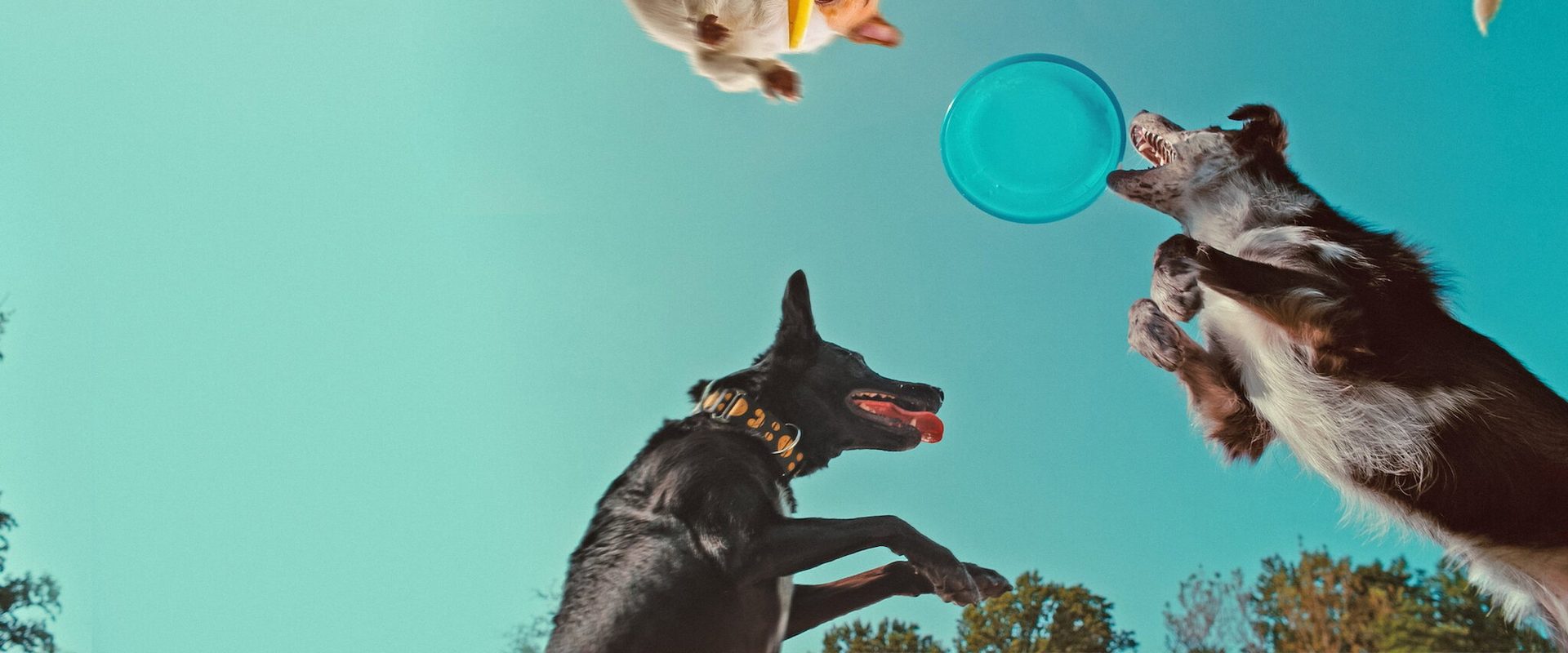 Inside the Mind of a Dog background
