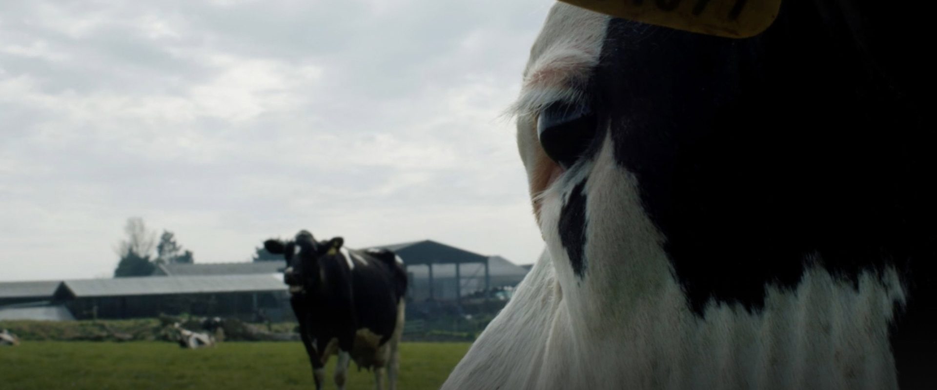 Cow background