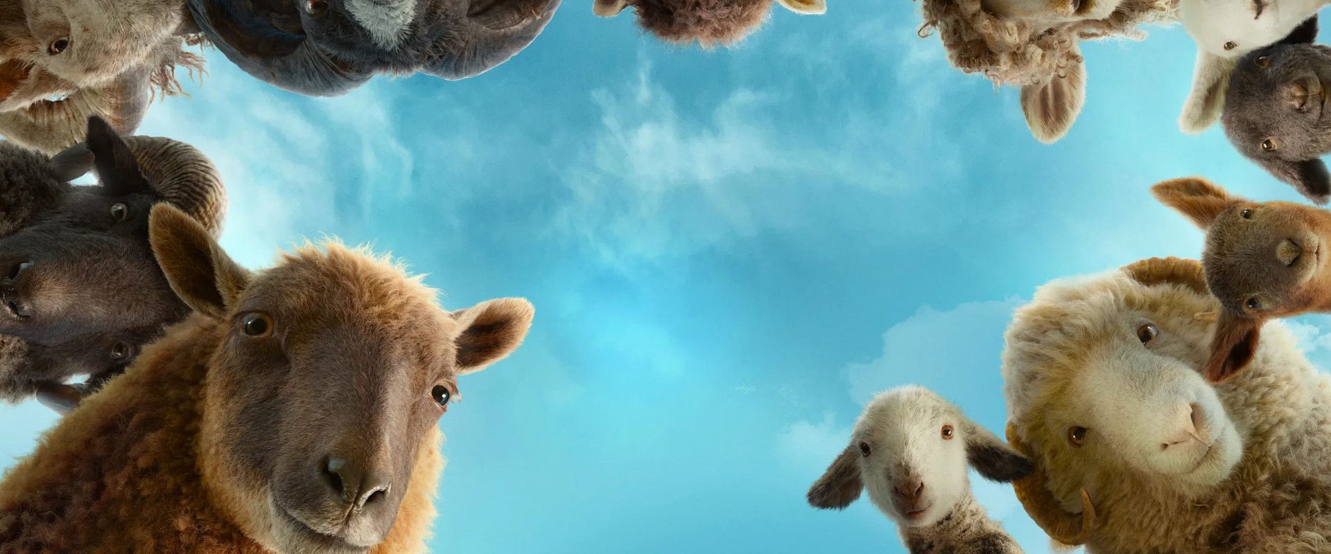 The Sheep Detectives background