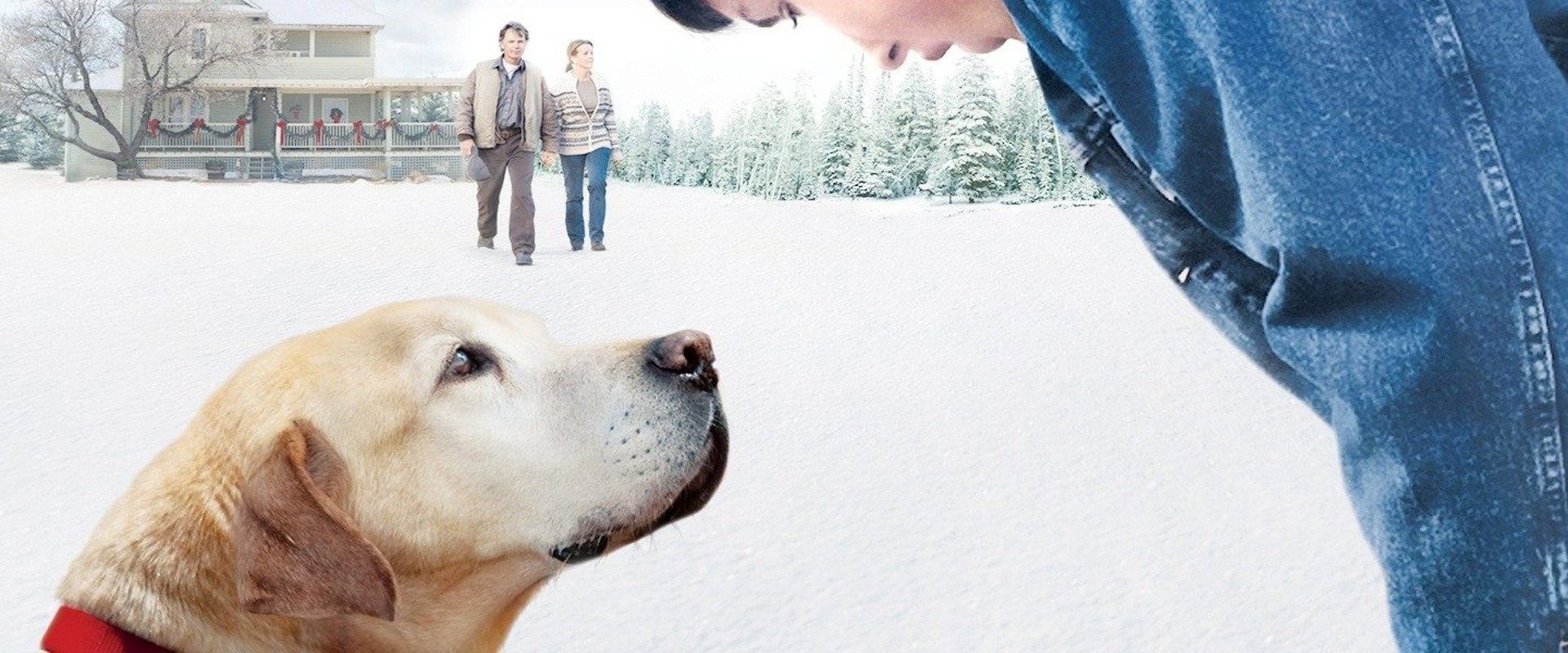 A Dog Named Christmas background