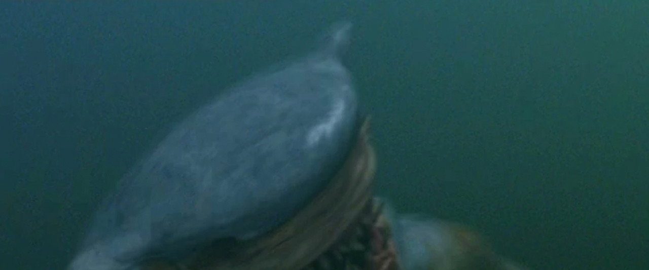 Hammerhead background