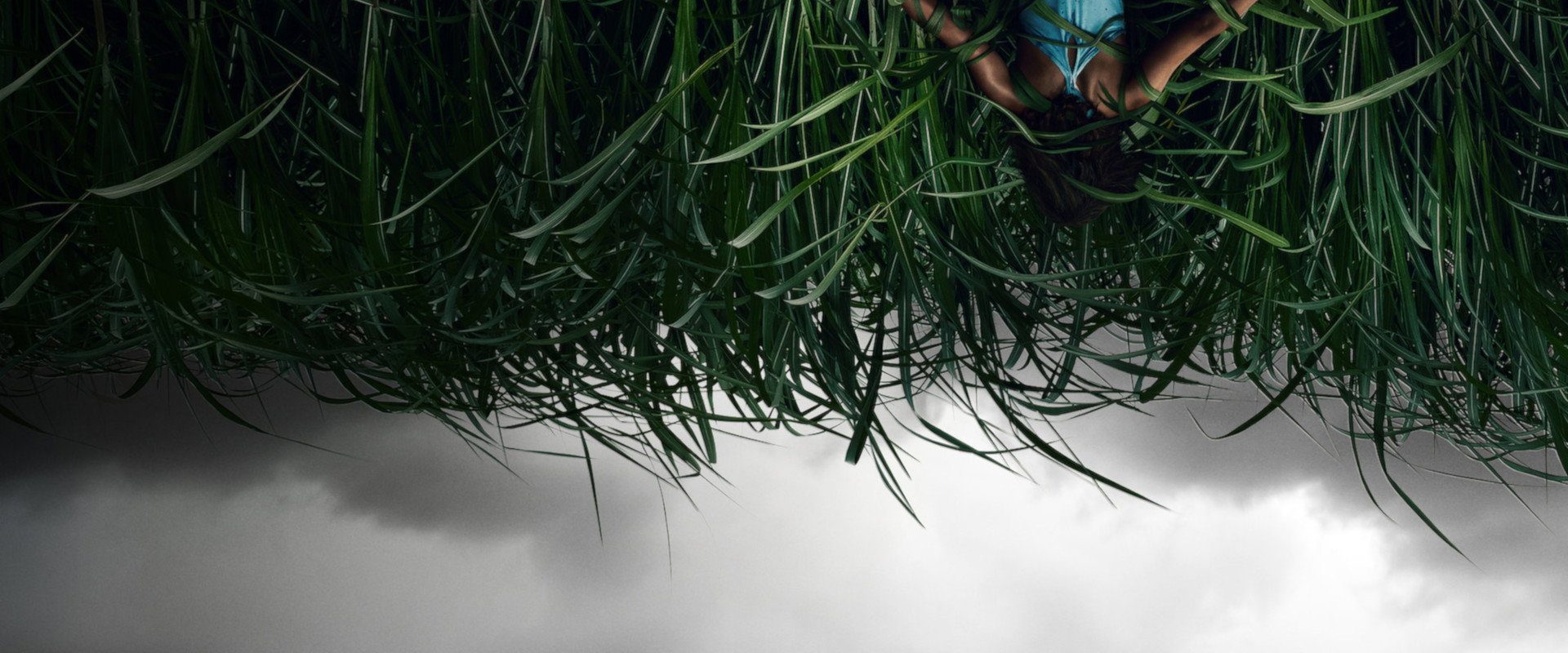 In the Tall Grass background