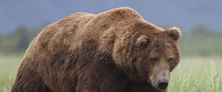 Bears background