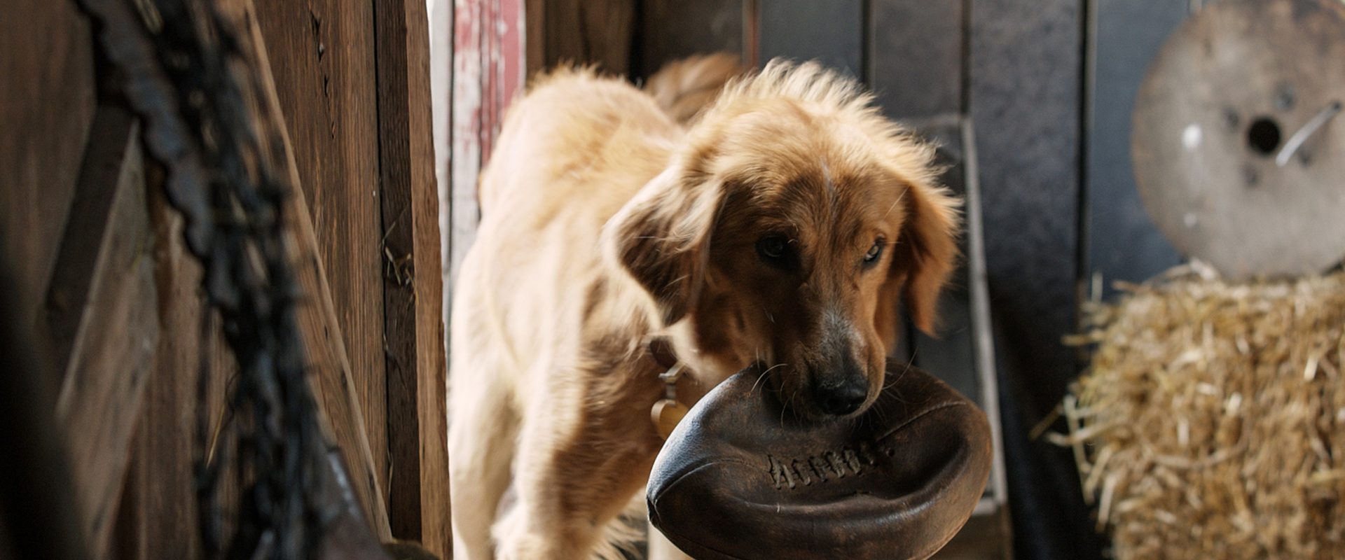 A Dog's Purpose background