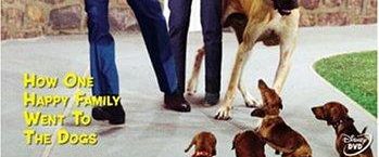 The Ugly Dachshund background