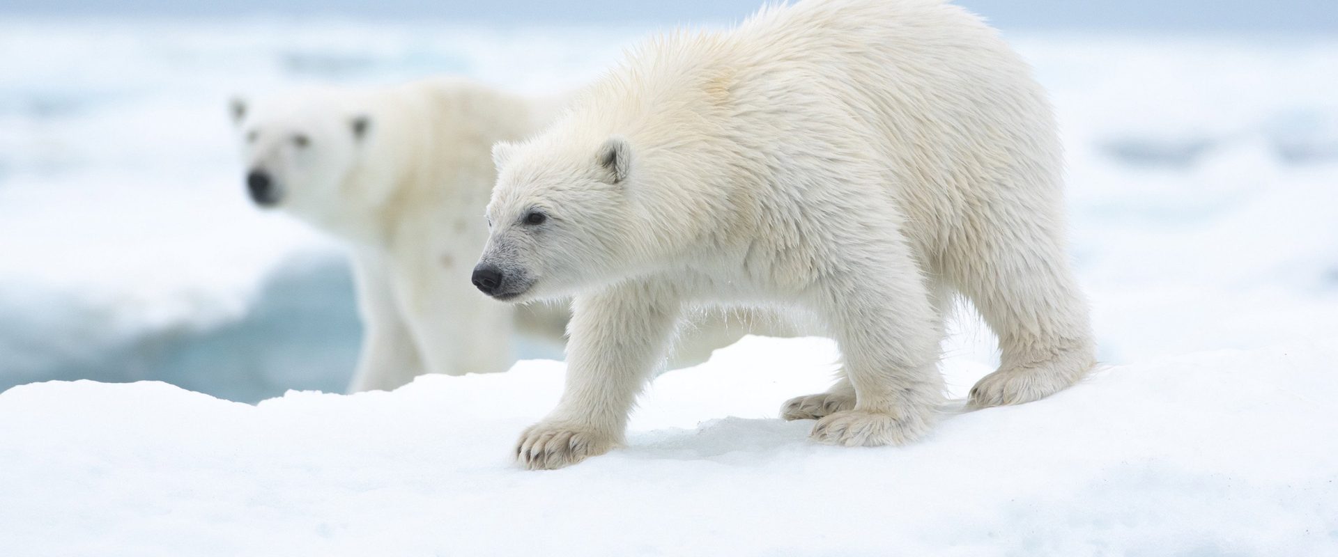 Polar Bear background