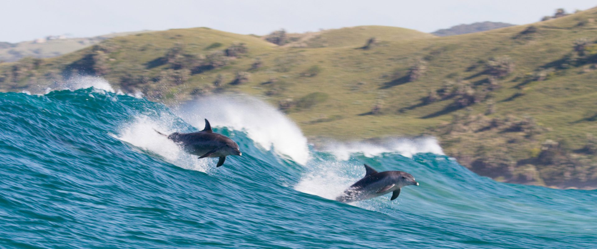 Dolphin Reef background