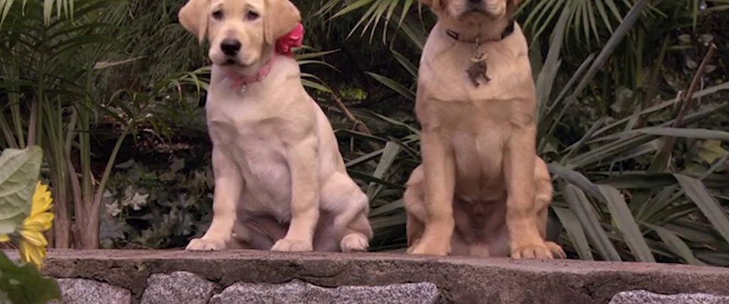 Marley & Me: The Puppy Years background