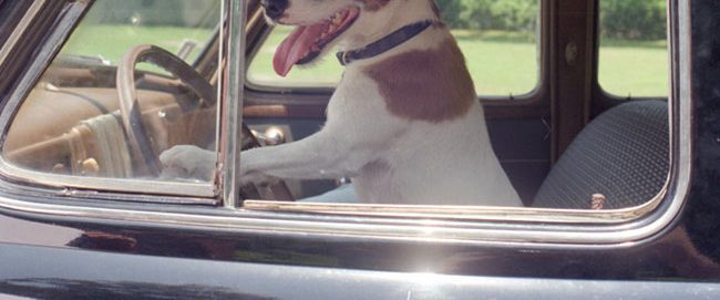 My Dog Skip background