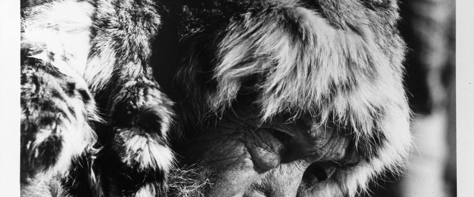 The Life and Times of Judge Roy Bean background