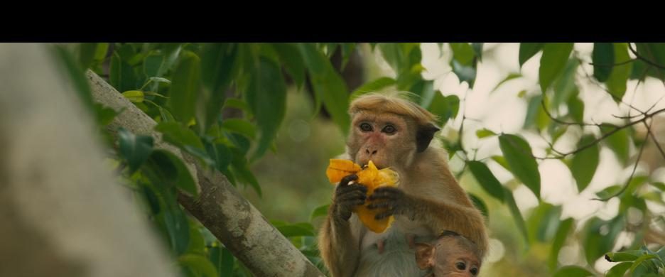 Monkey Kingdom background