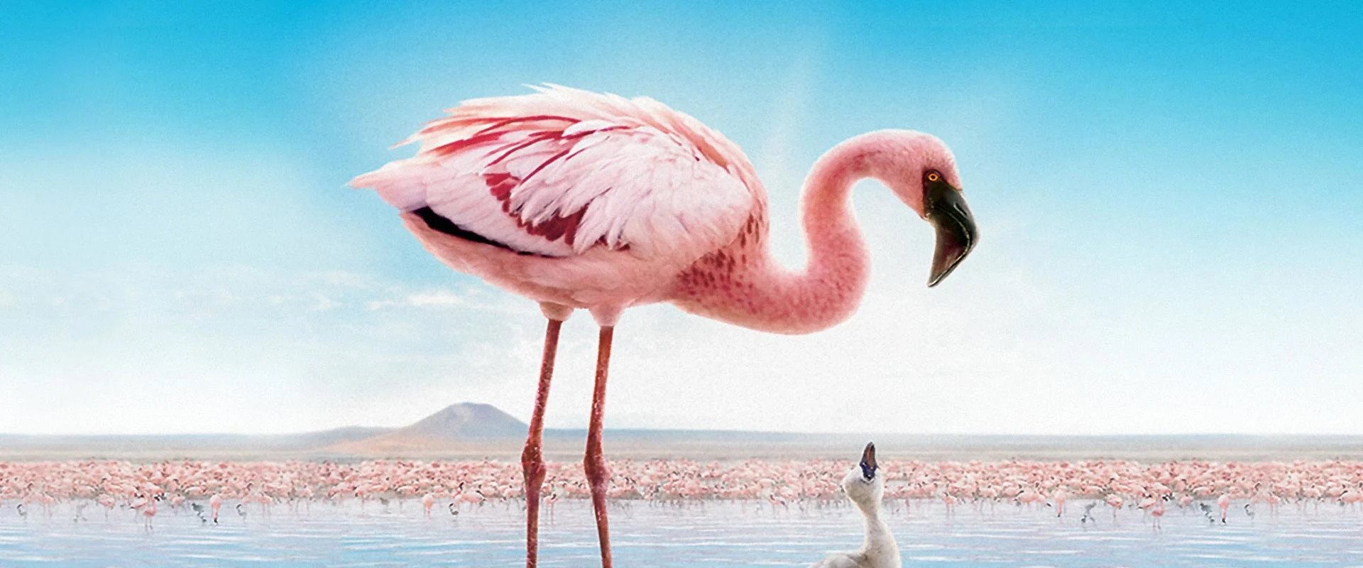 The Crimson Wing: Mystery of the Flamingos background