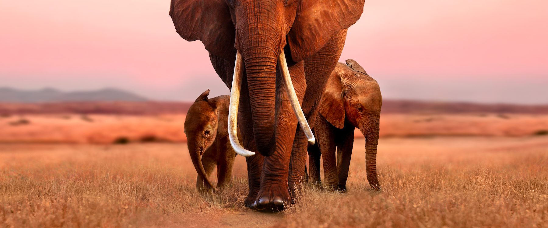 The Elephant Queen background