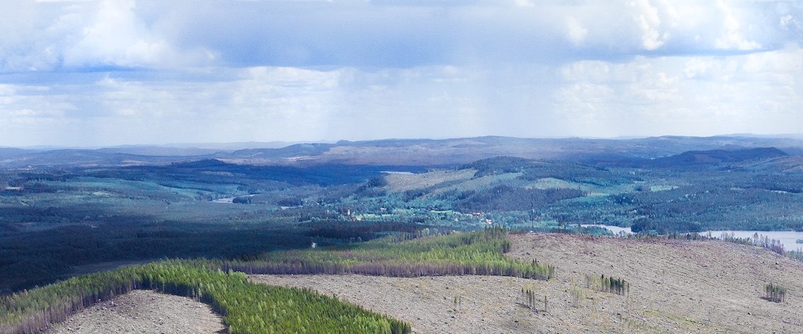 About the Forest background