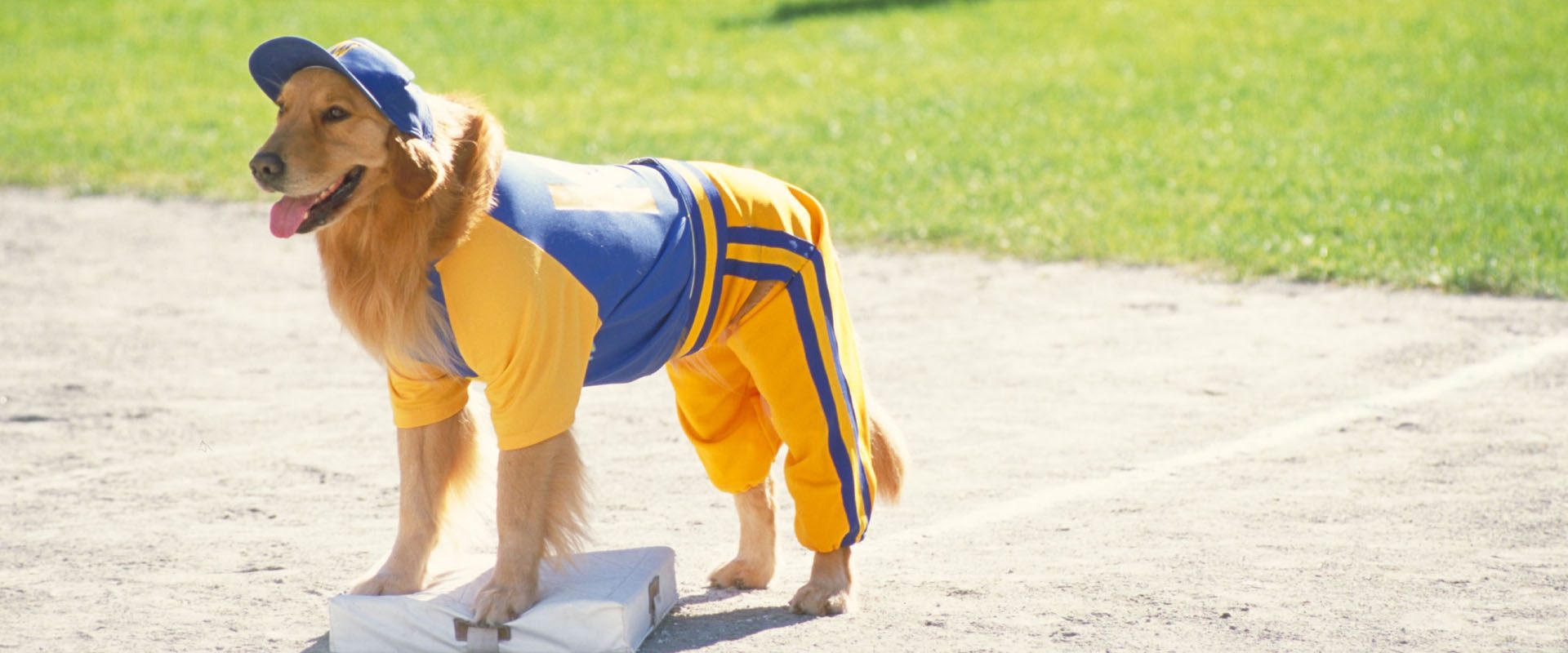 Air Bud: Seventh Inning Fetch background