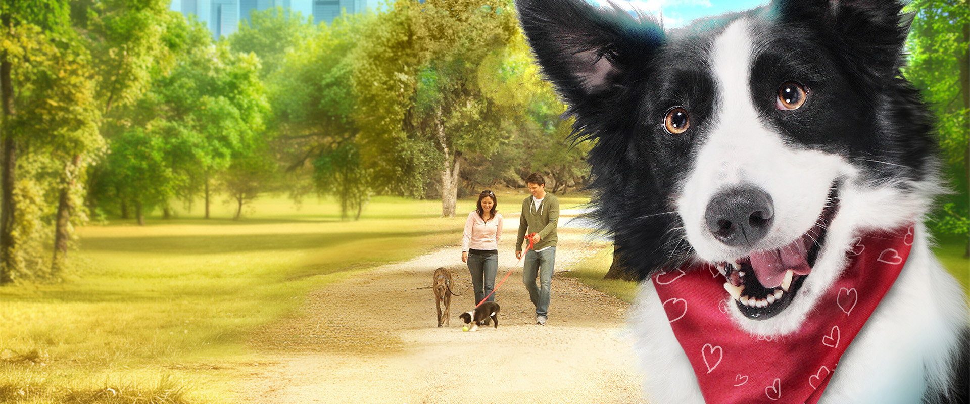 Angel Dog background