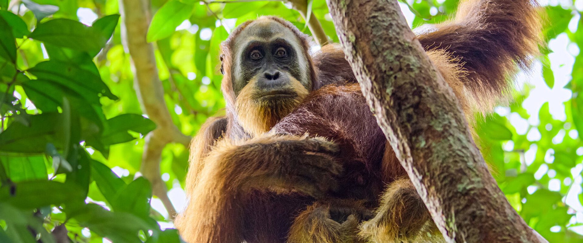 Secret Lives of Orangutans background