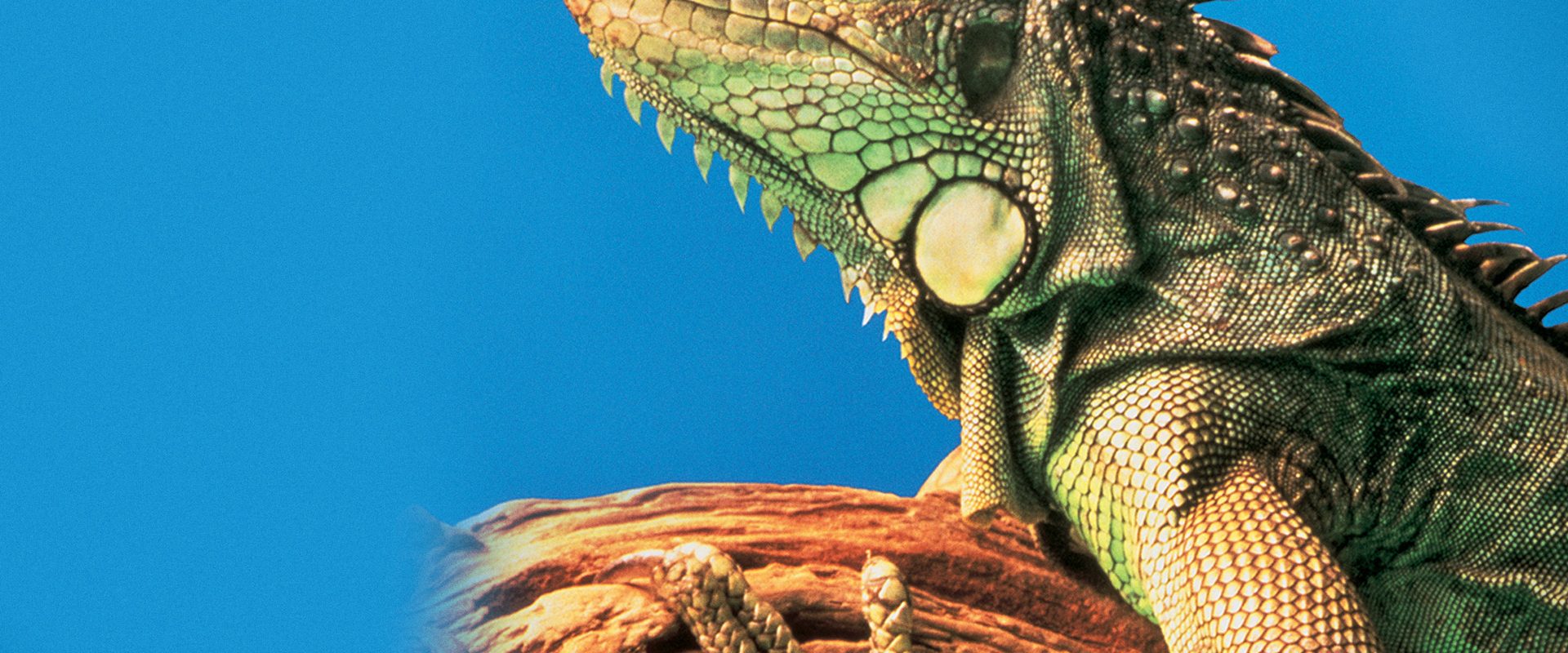 The Living Desert background