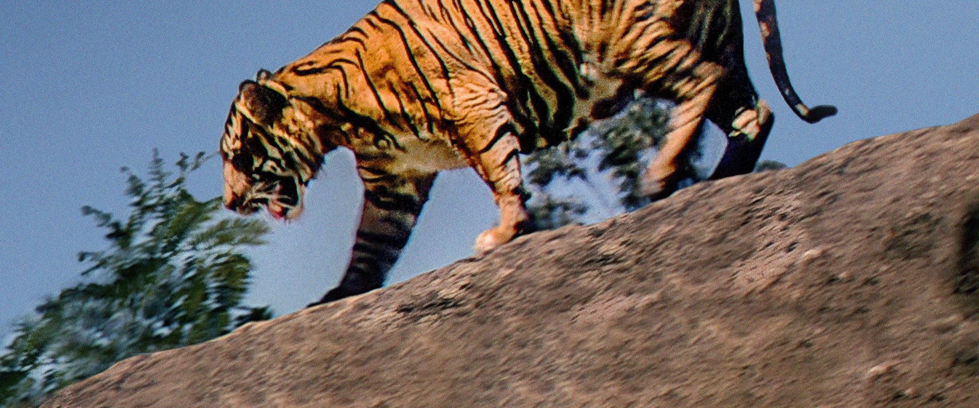 Jungle Cat background