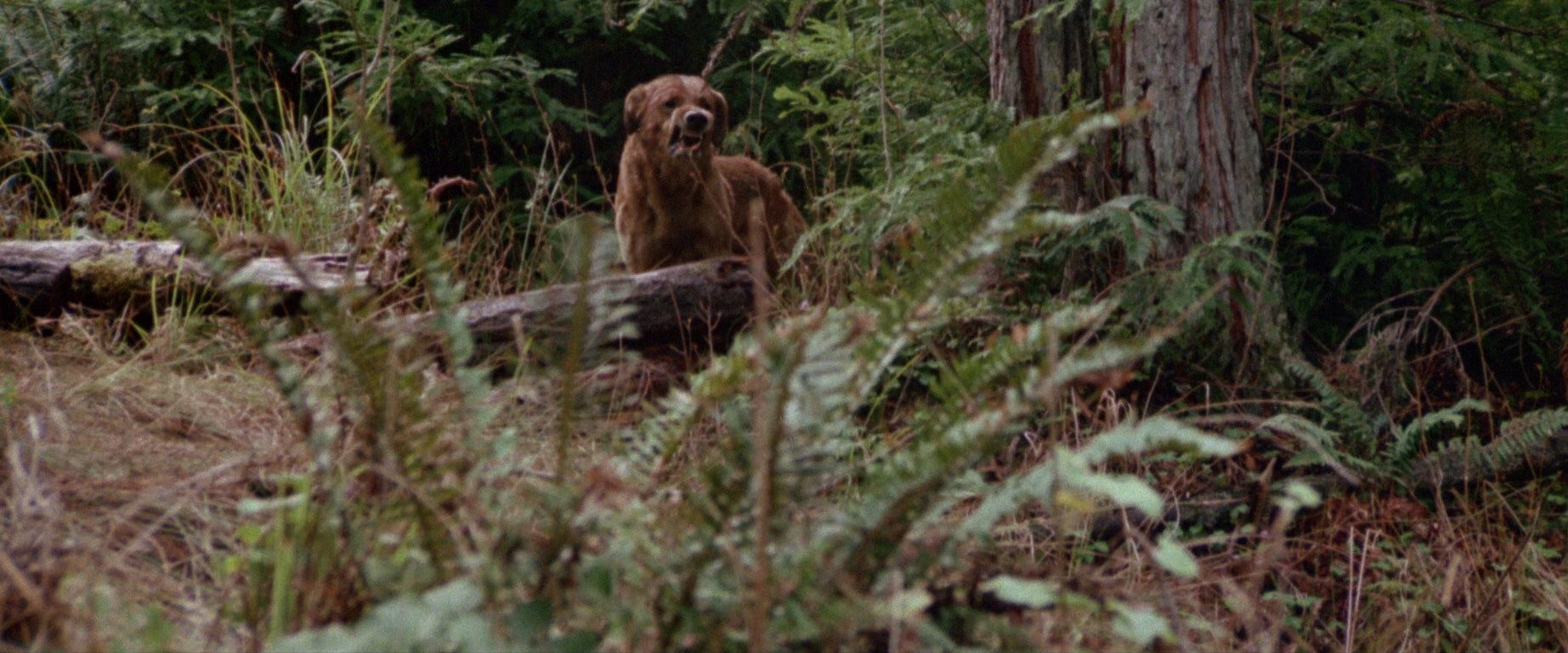 The Pack background