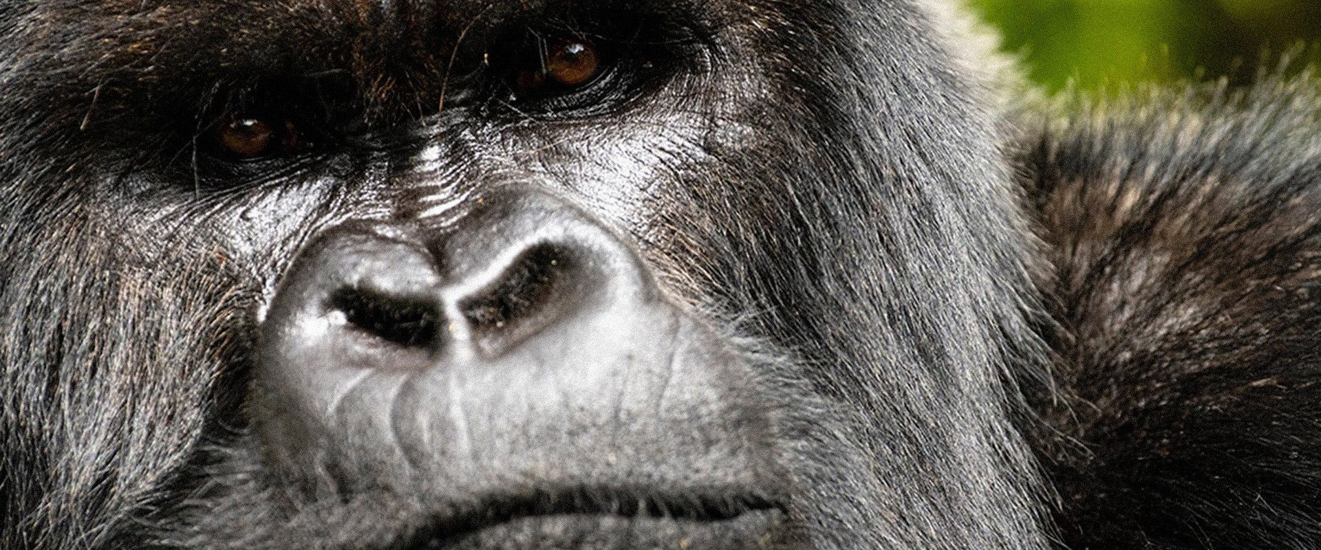 A Gorilla Story: Told by David Attenborough background