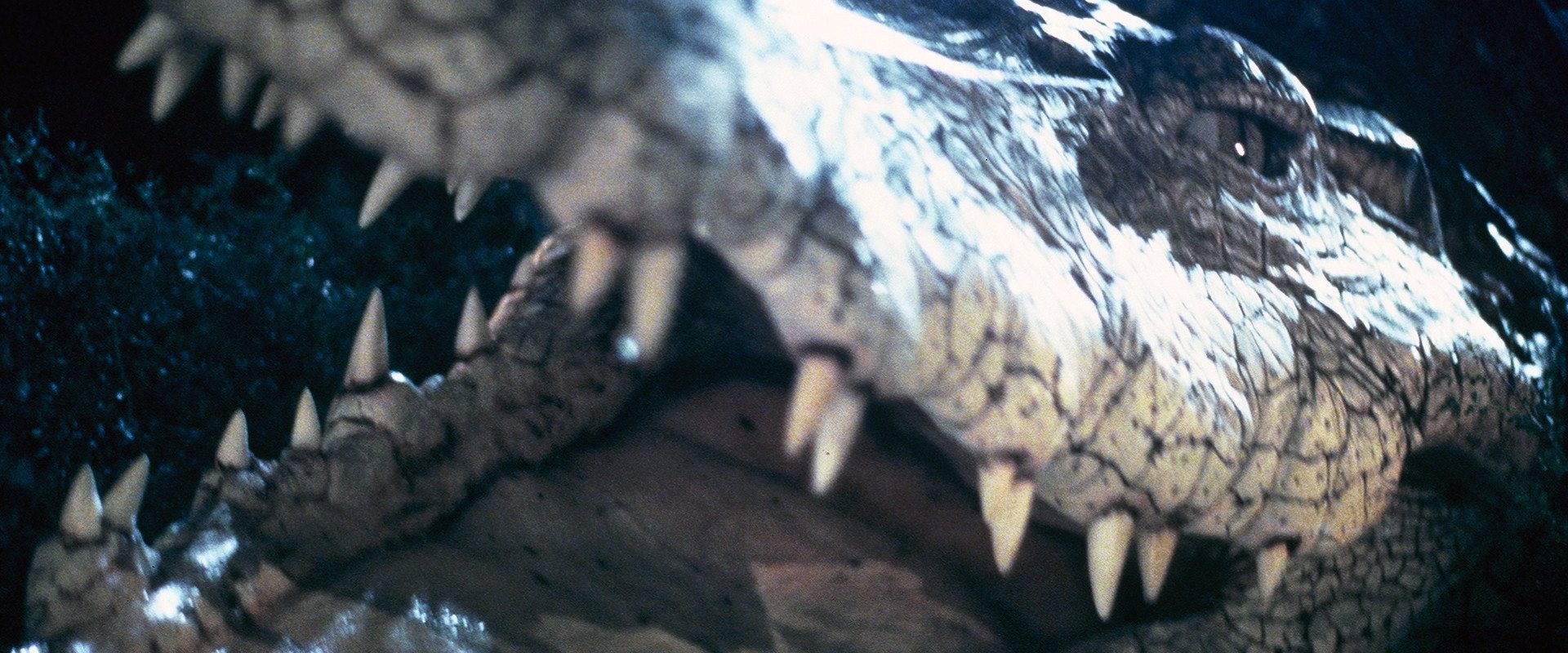 Crocodile background