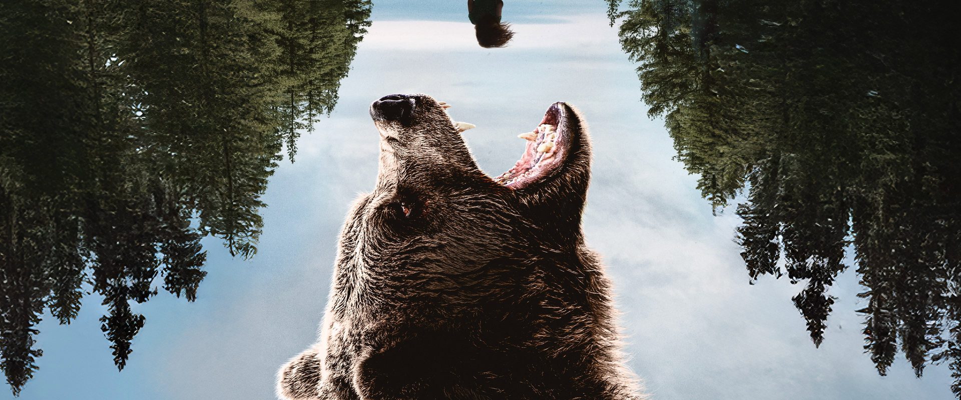 Grizzly Night background