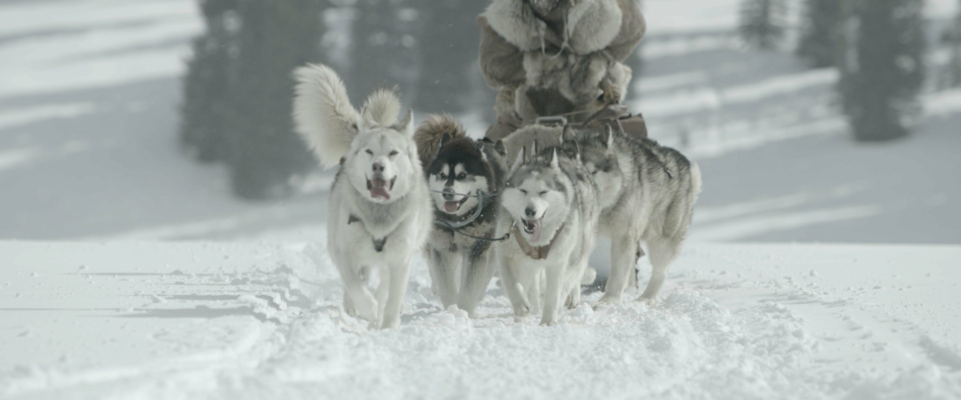 The Great Alaskan Race background