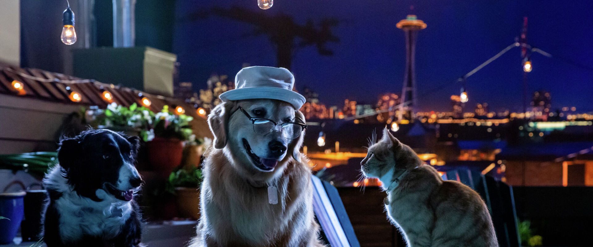 Cats & Dogs 3: Paws Unite background