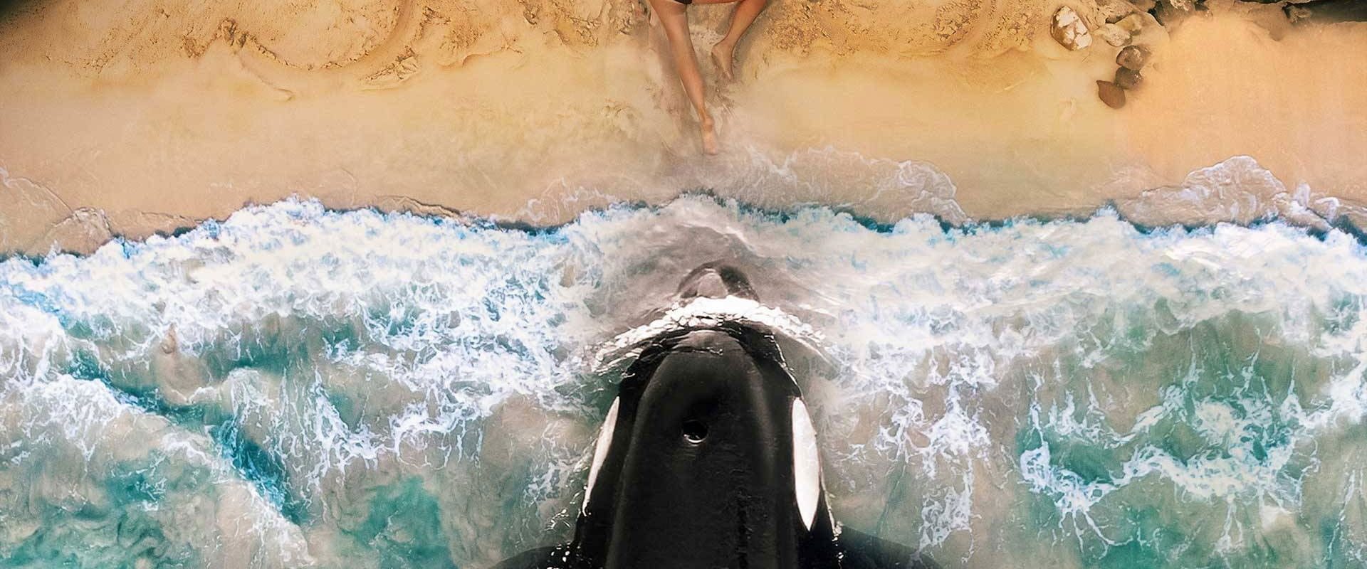 Killer Whale background