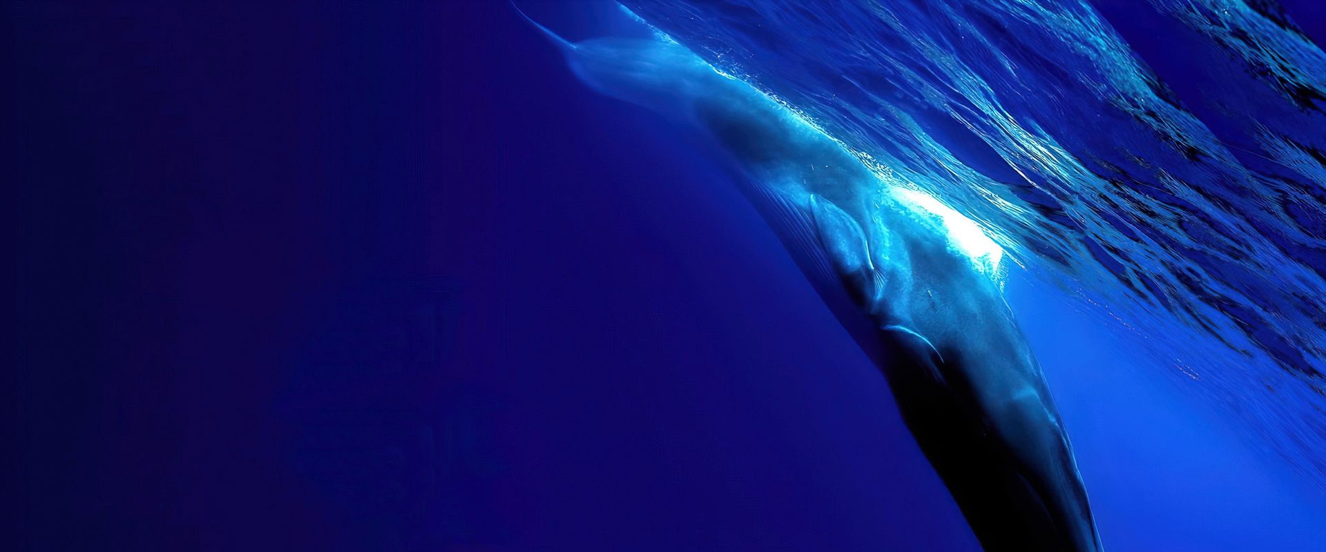 The Loneliest Whale: The Search for 52 background