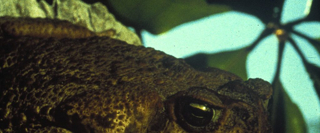 Frogs background