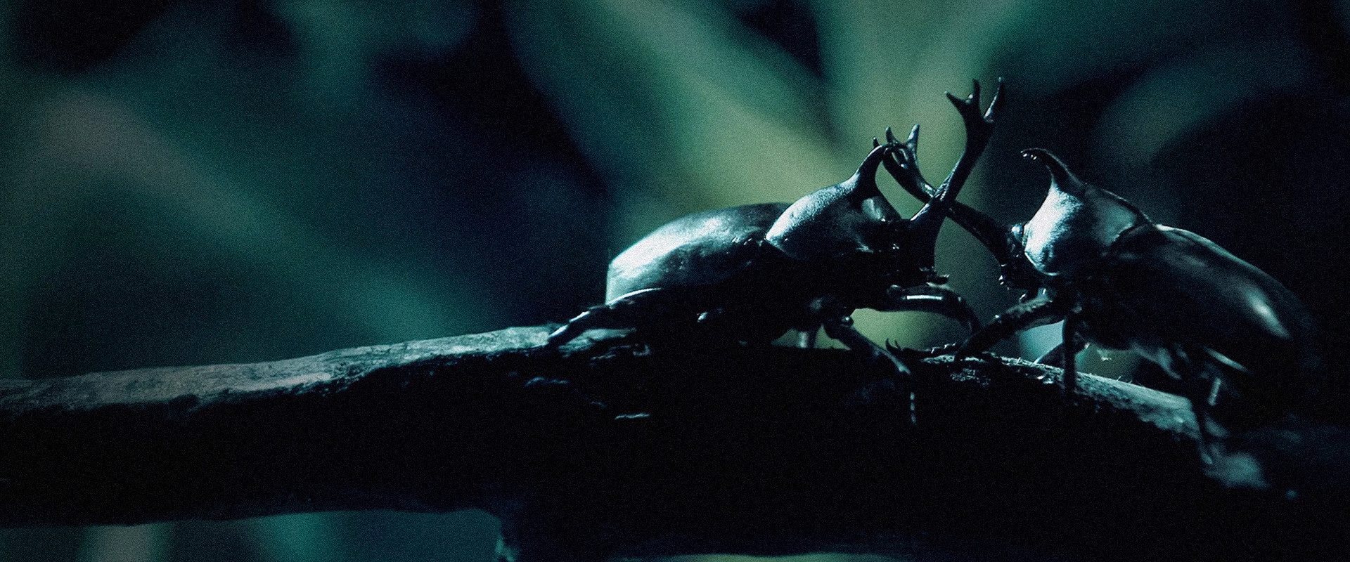 Little Matters: Insects background