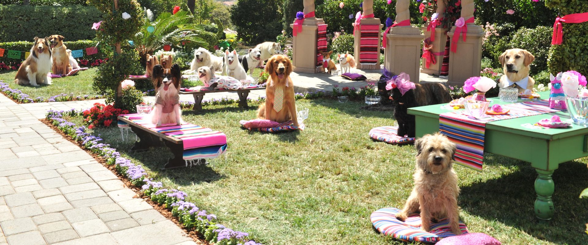 Beverly Hills Chihuahua 3 - Viva La Fiesta! background