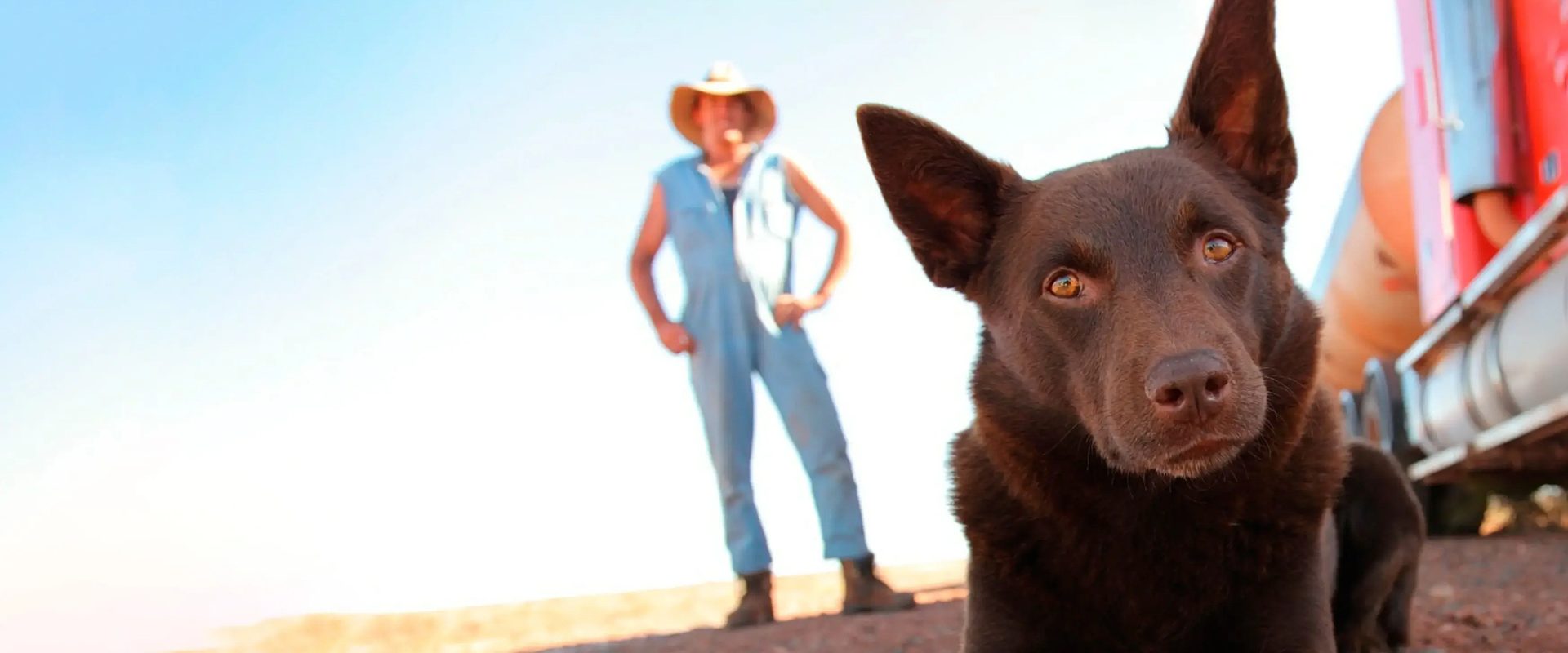 Red Dog background
