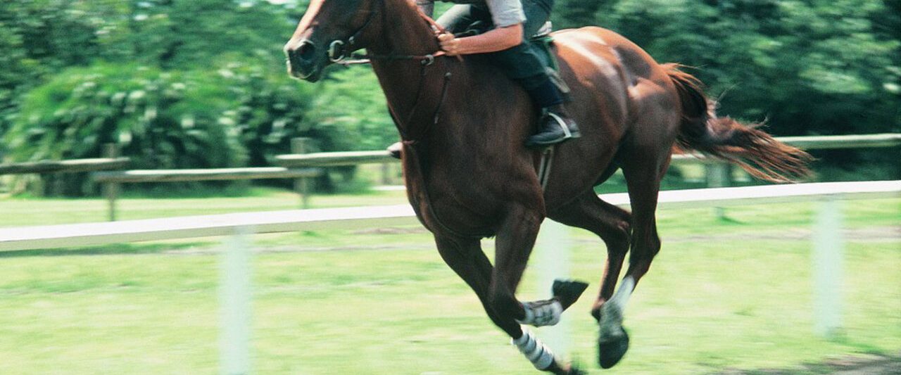 Phar Lap background