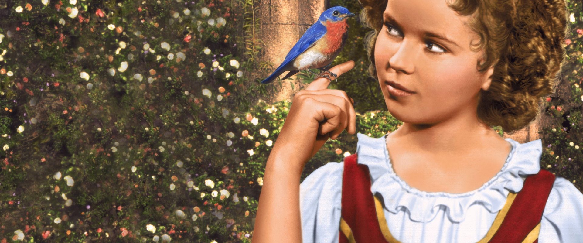 The Blue Bird background