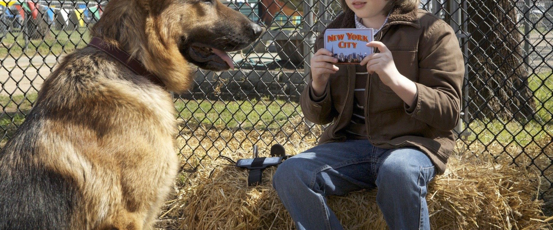 Cool Dog background