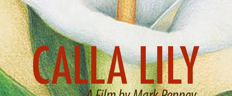 Calla Lily background