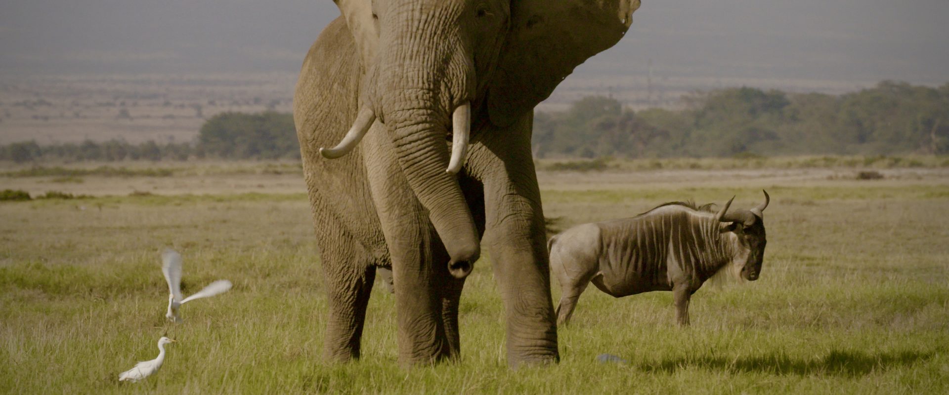 The Ivory Game background