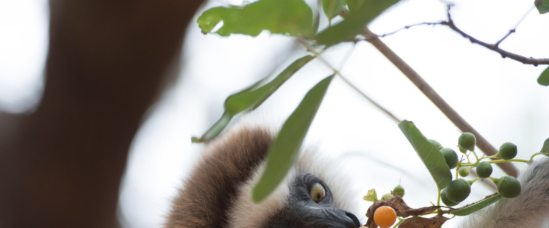 Island of Lemurs: Madagascar background