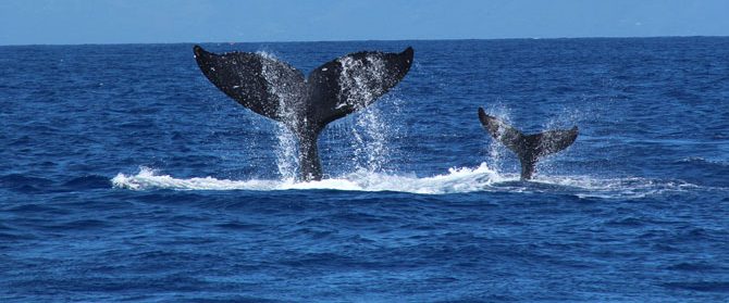 Humpback Whales background