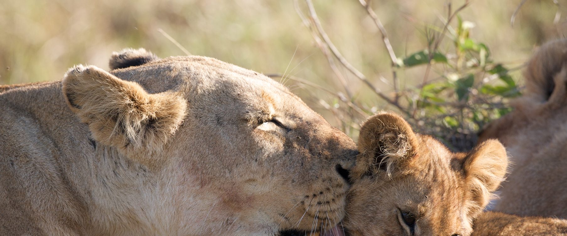 African Cats background